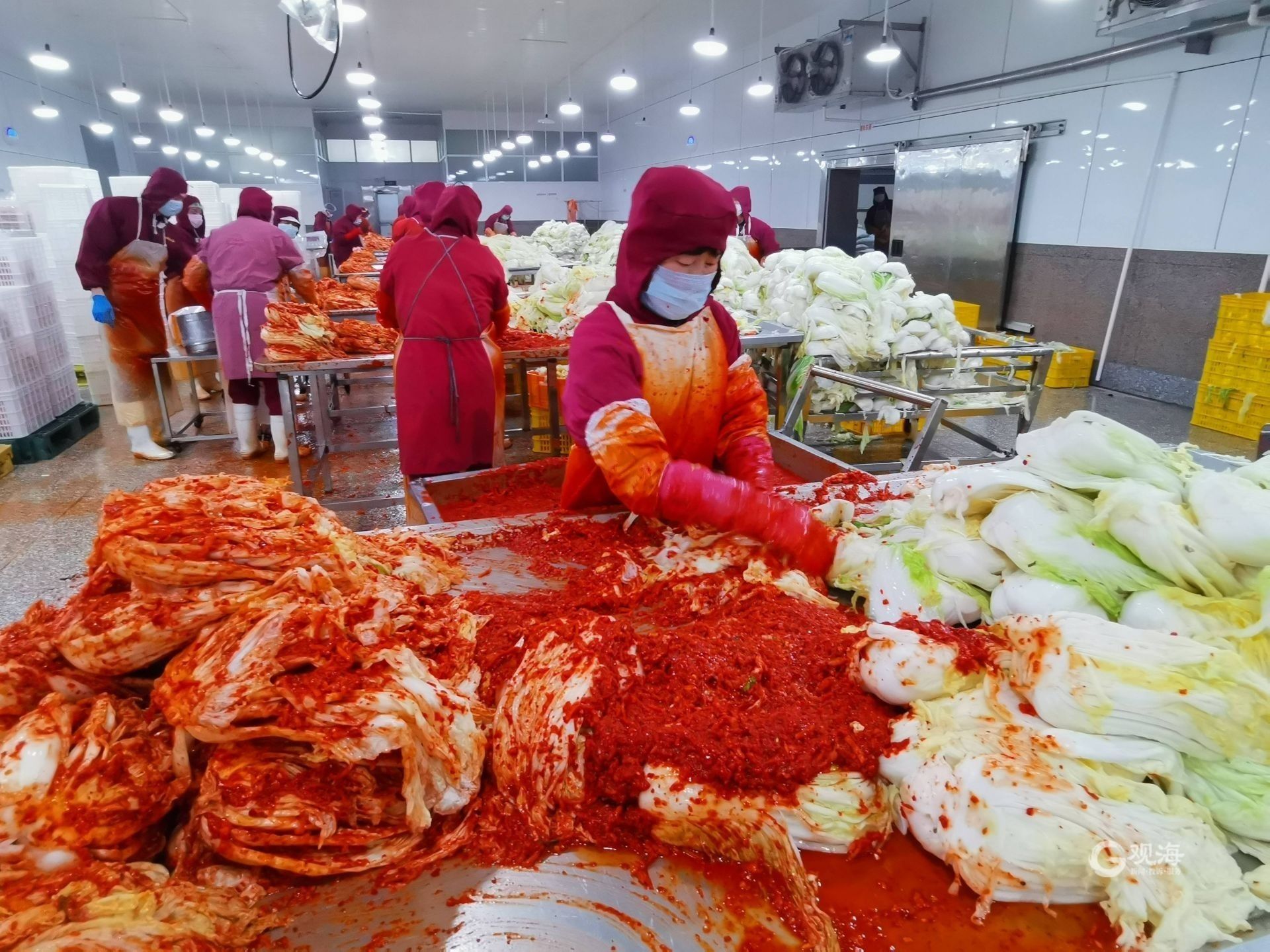 韩国 泡菜危机 青岛给解了 我国出口韩国泡菜八成在平度