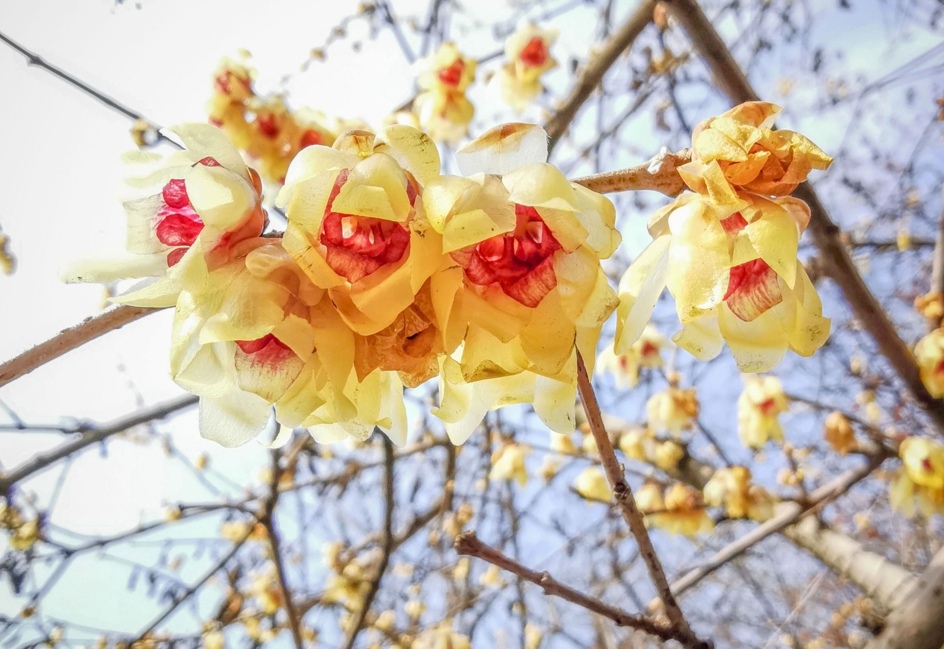 腊梅,迎春花…中山公园传来"春消息"